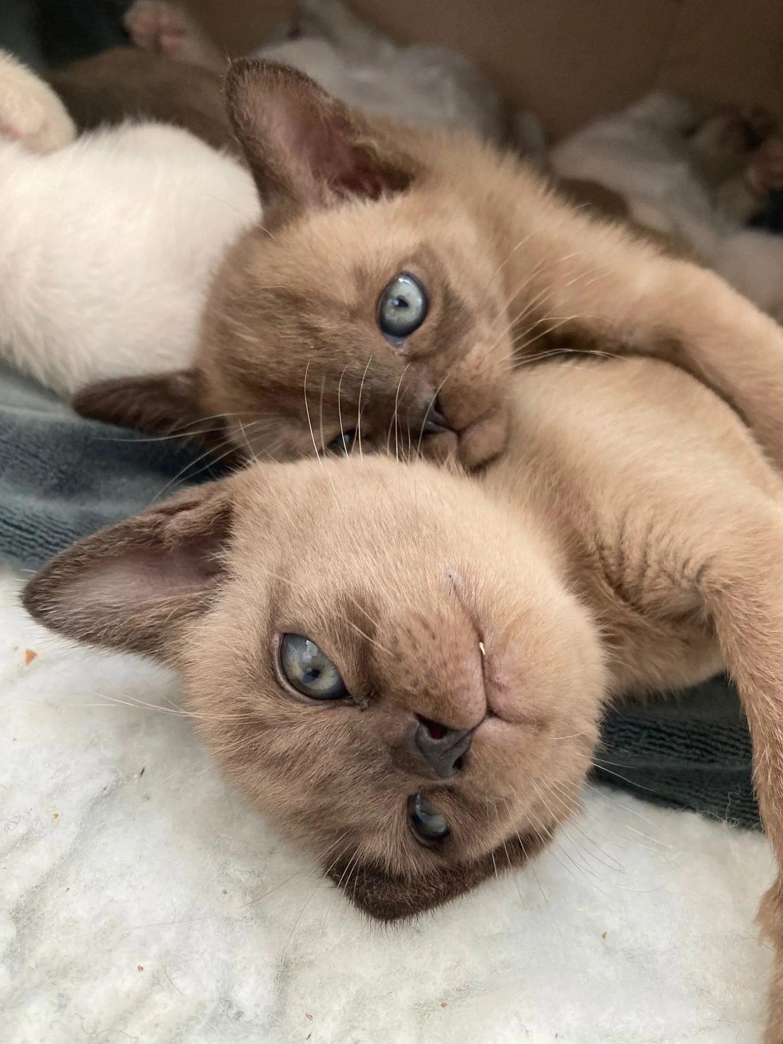 Two baby tabby point siamese cats lying beneath each other