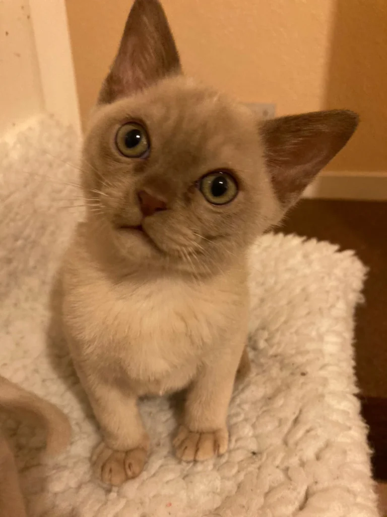 A baby tabby point siamese cat looking at the person holding the camera