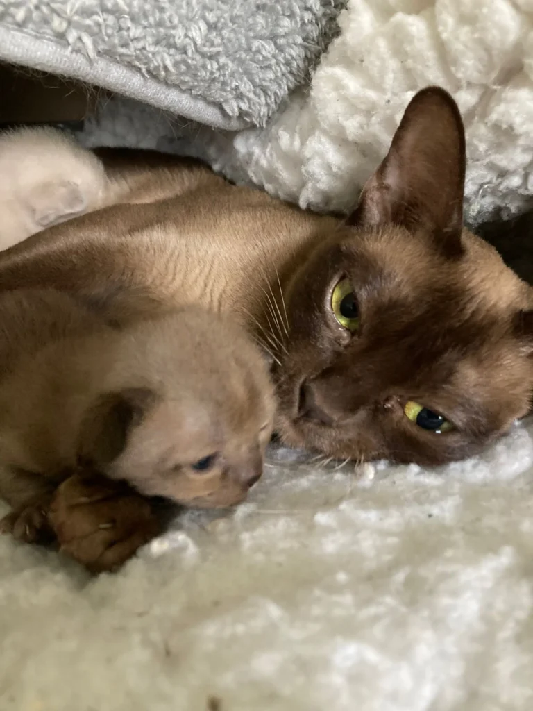 A mother and a baby seal point cat lying in their bed