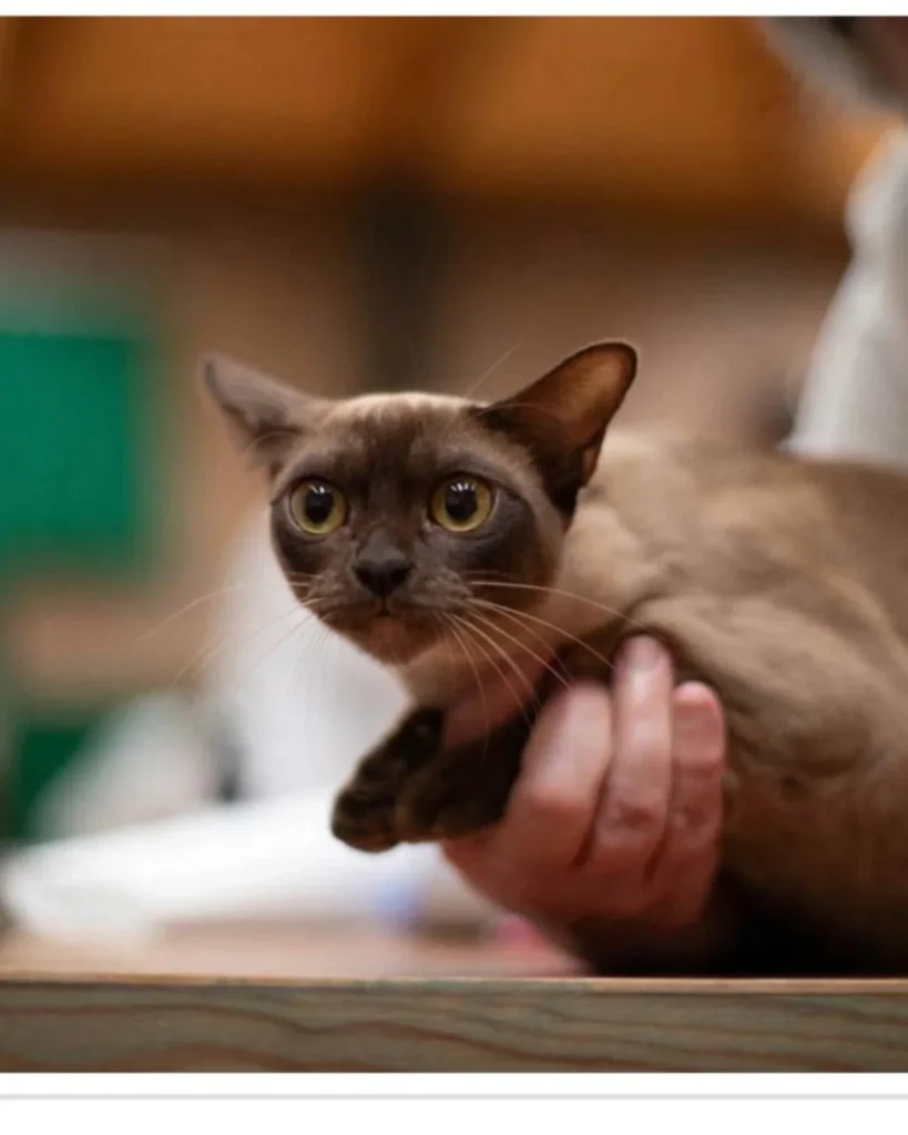 A cat looking forward in a portrait pic