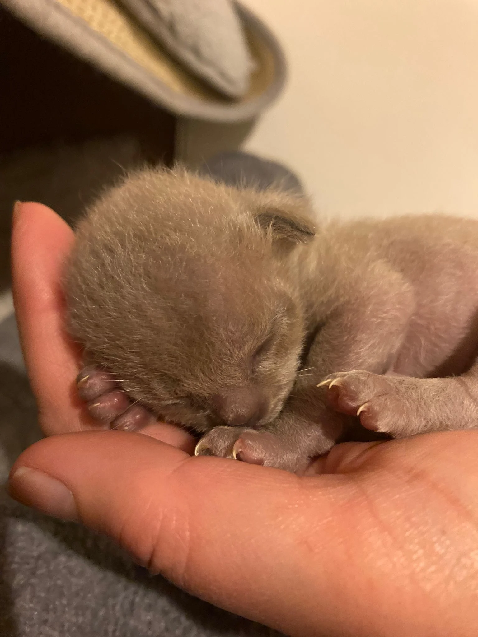 A baby Siamese Cat newly born