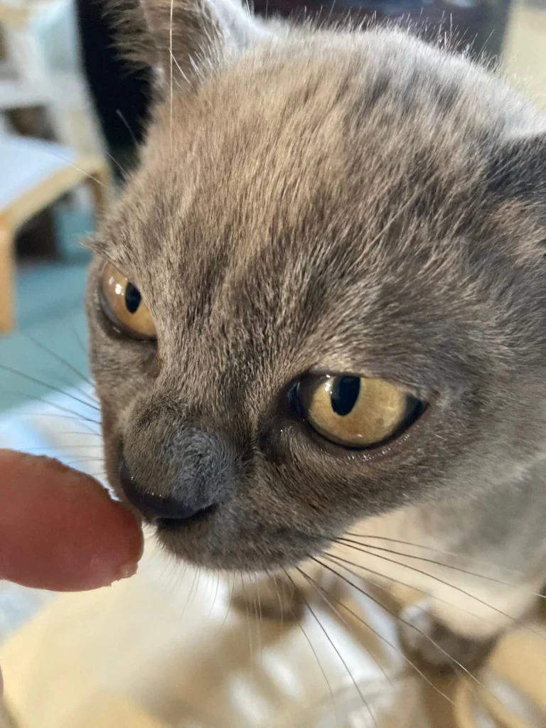 A cat feeding on food