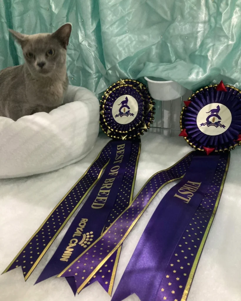 A cat with 2 awards