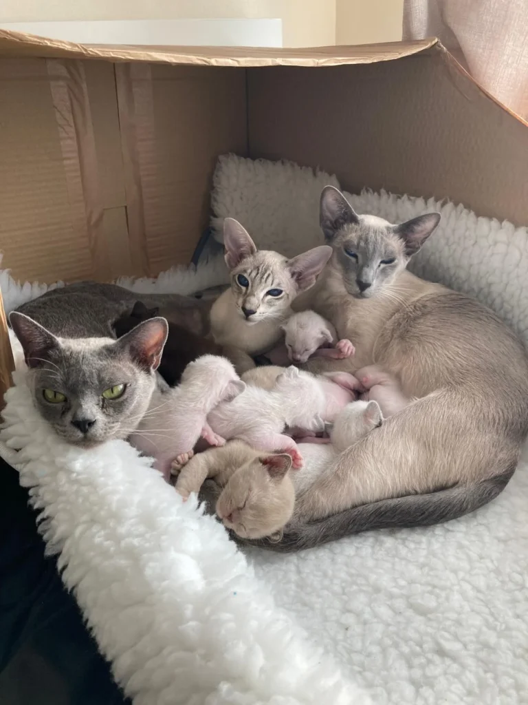 A family of cats looking at the camera