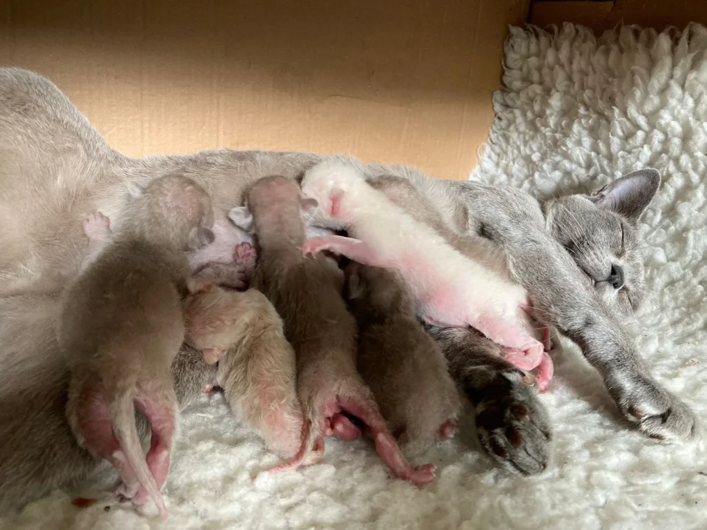 Group of Siamese Kittens fed by their mother