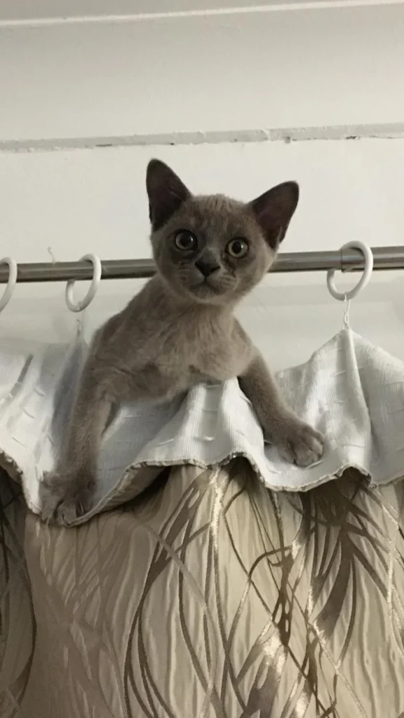 A kitten showed up above the curtain