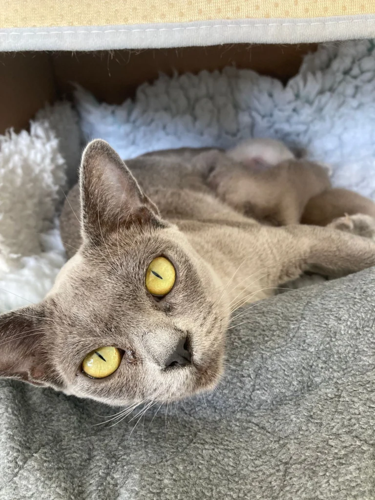 A lady Siamese Cat shocked with the camera