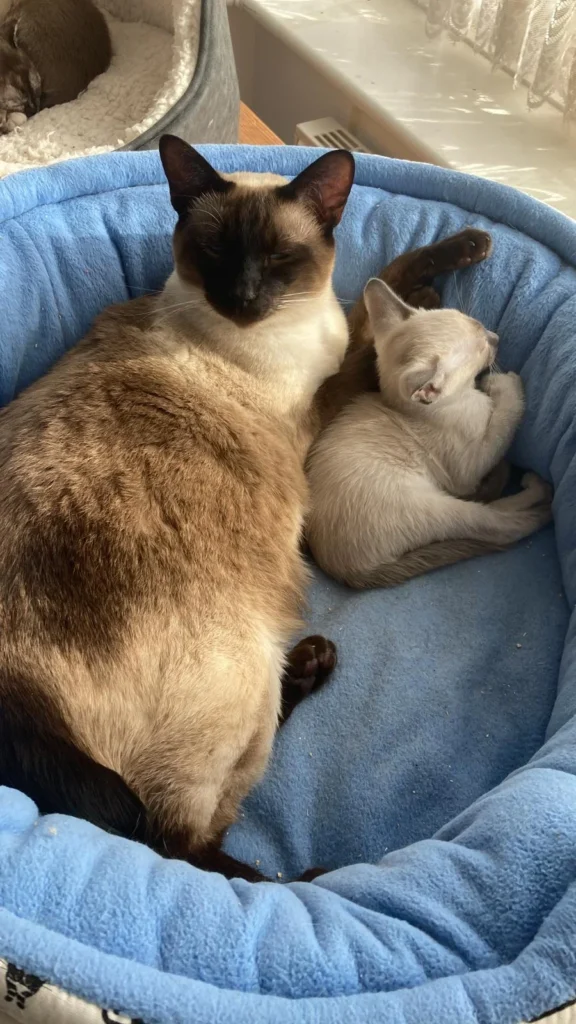 A mother and a child Siamese Cat