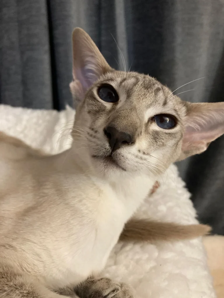 A mother Siamese Cat who just wake up