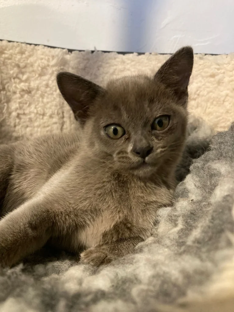 A very curious cat tilting her head