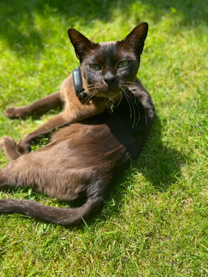 An angry dark Siamese Cat facing the camera