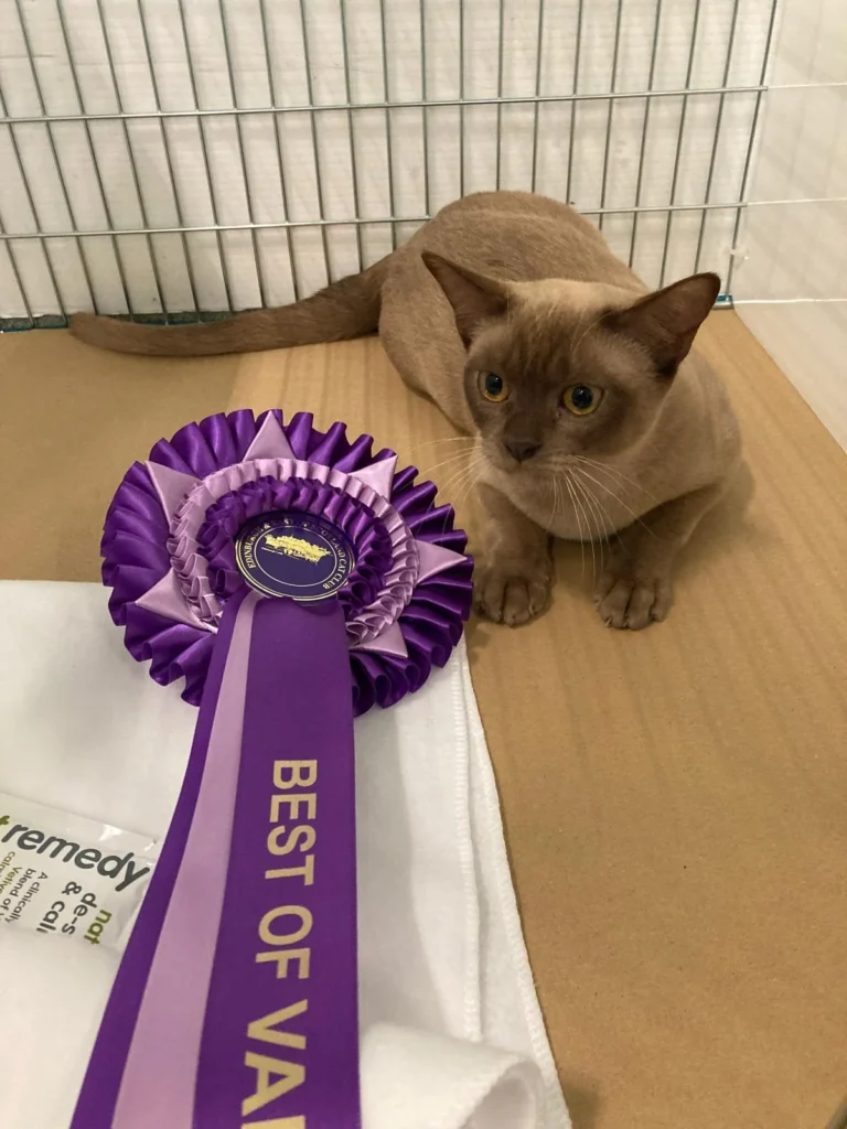 Best award for a Siamese Cat