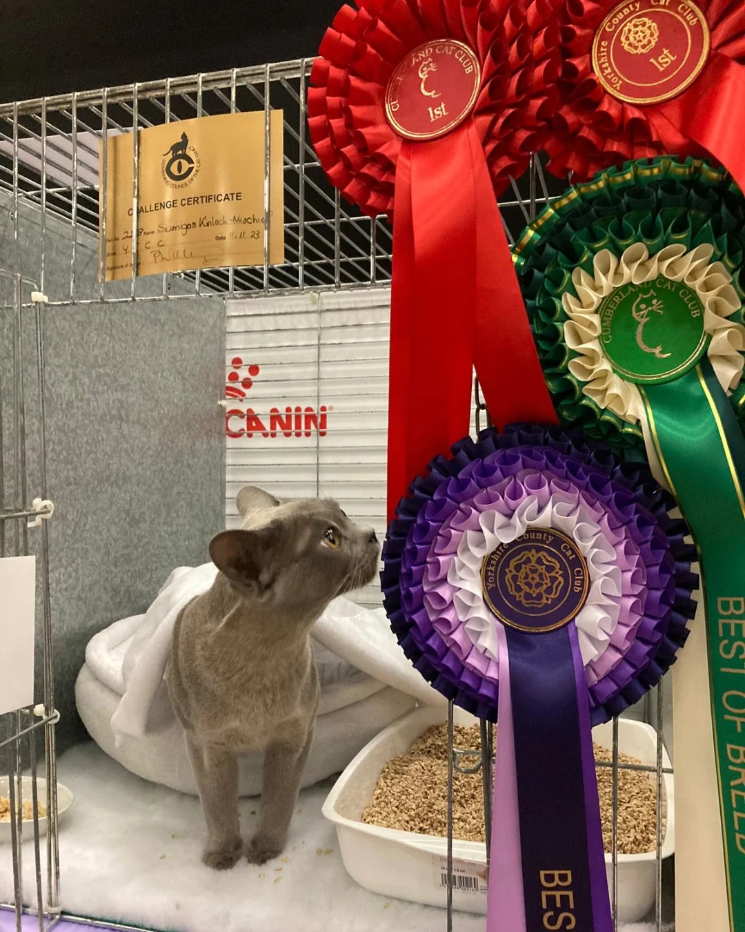 A cat facing awards and a certificate