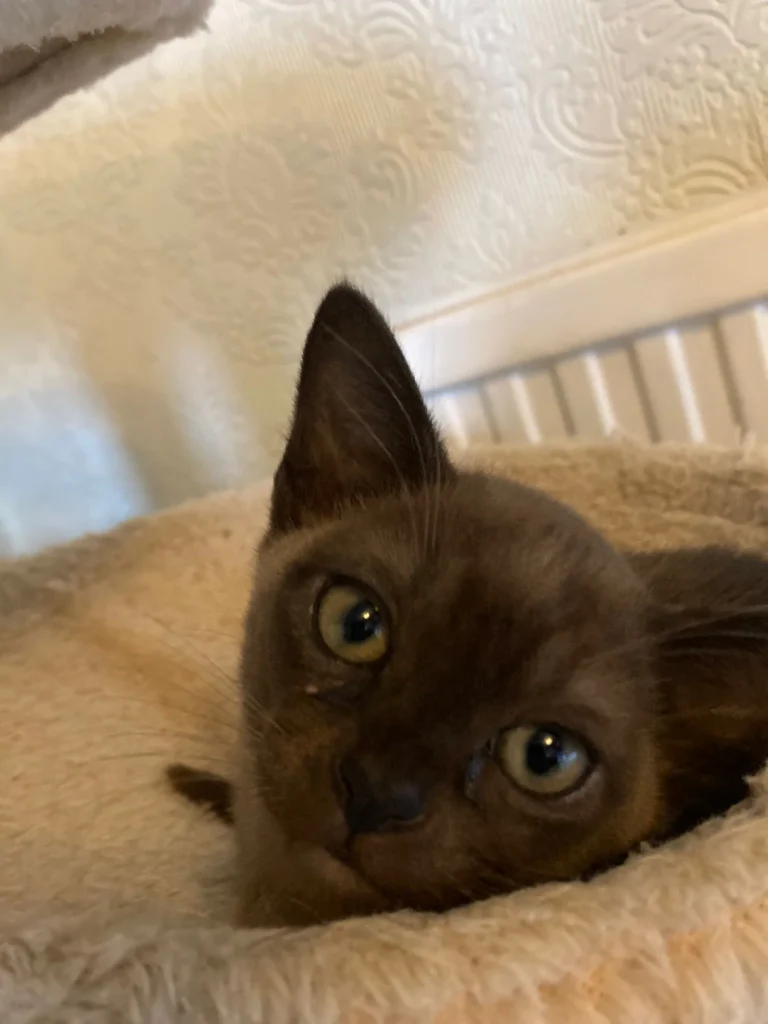 Cat leaning on a bed