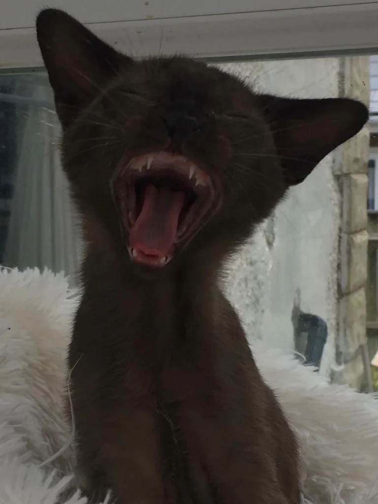 Cat yawning