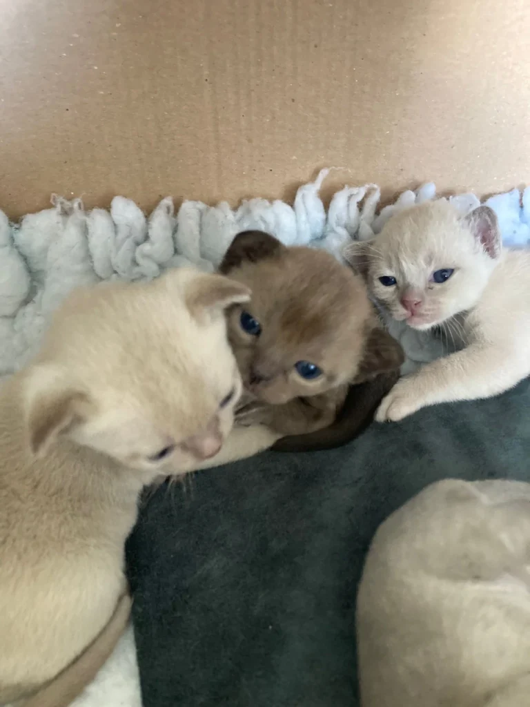 Cats beside lying each other in a box