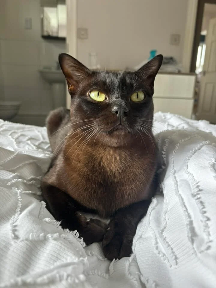 Dark Siamese Cat looking up waiting for something