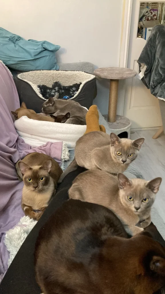 Group of cats being called upon