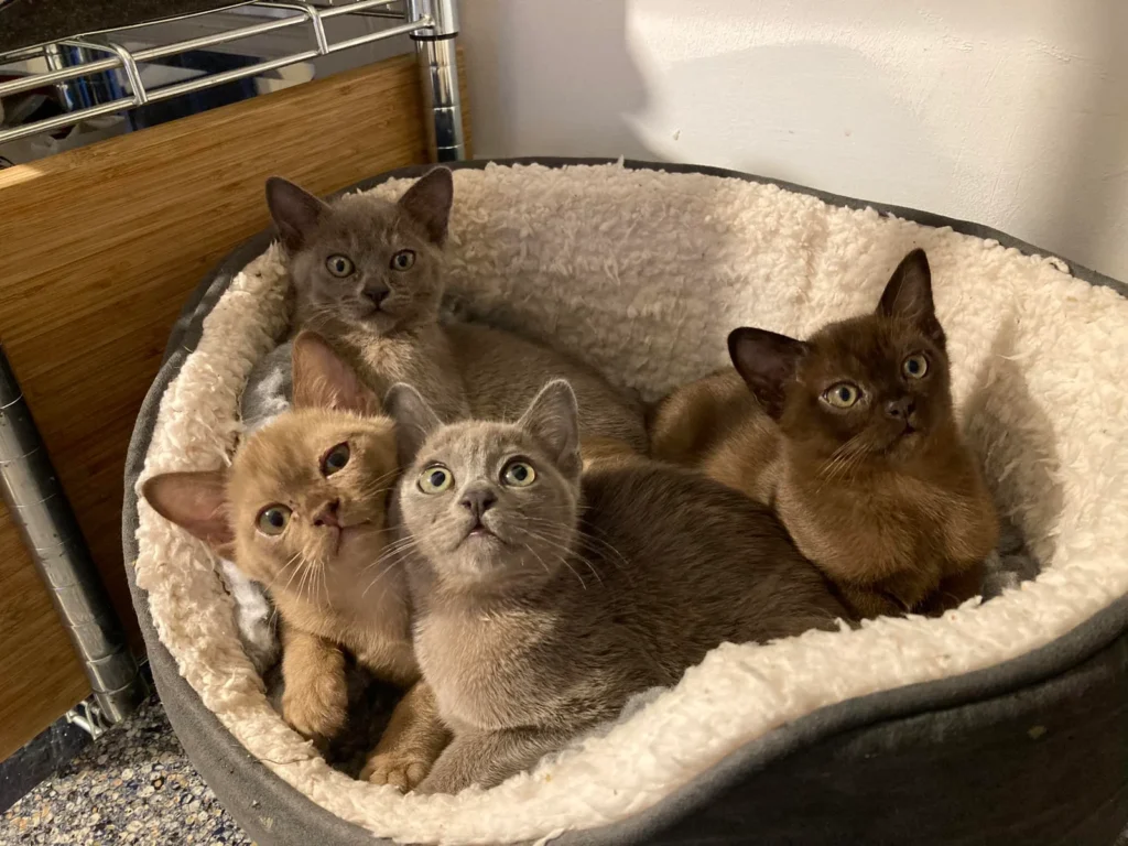 Group of cats facing the camera