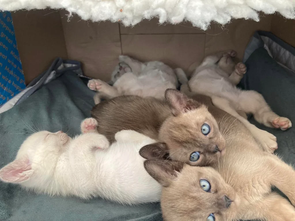 Group of cats facing the camera