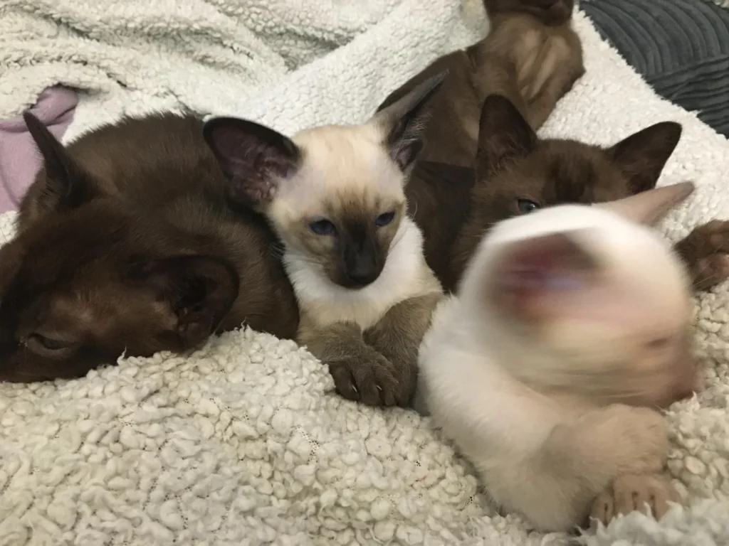 Group of cats facing the camera