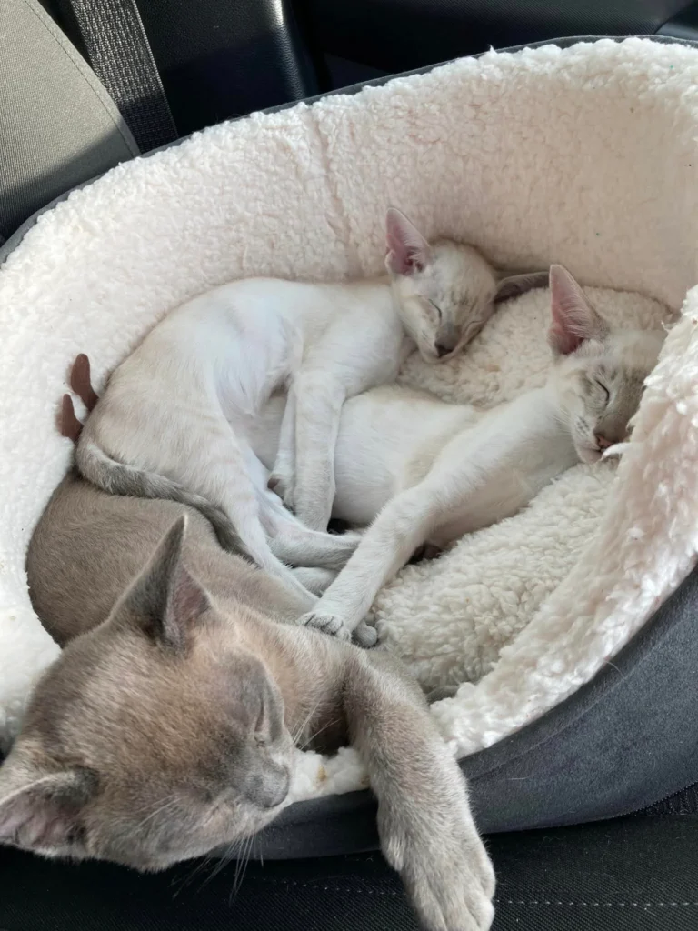 Group of Siamese Cats sleeping