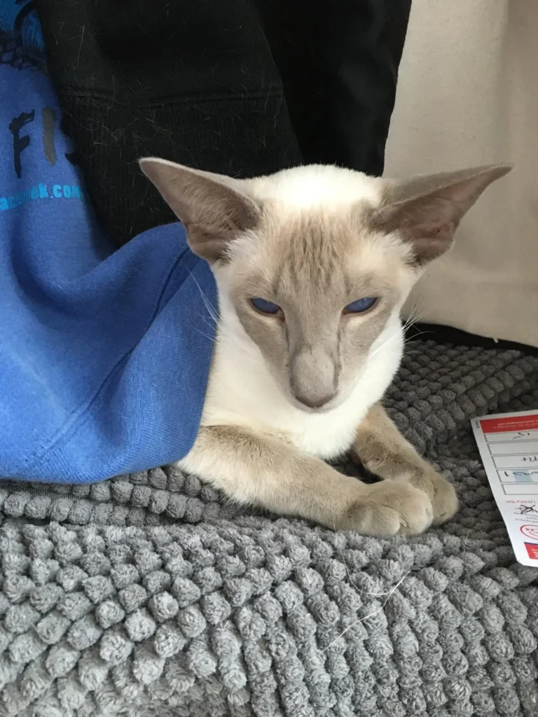 Light Siamese Cat facing down