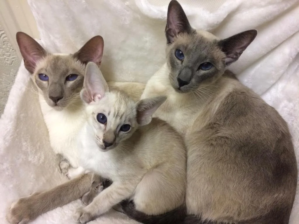 Old-style Siamese Cats Facing the Camera