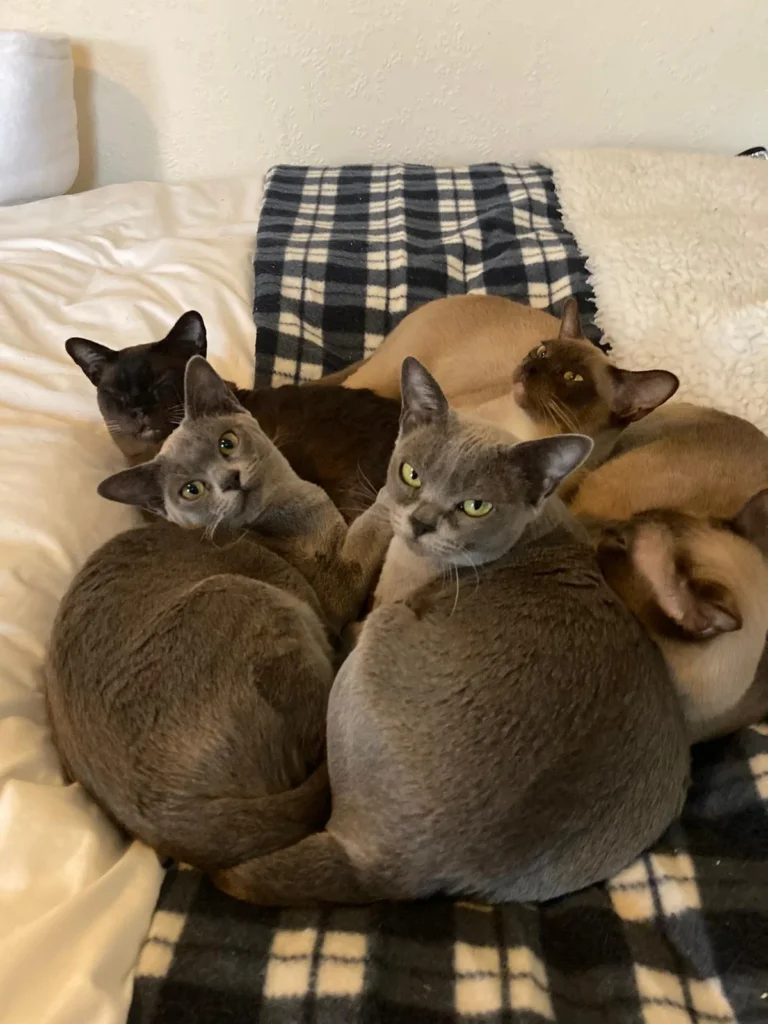 A group of Siamese Cats facing at their backs