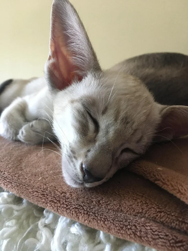 Siamese mother cat sleeping