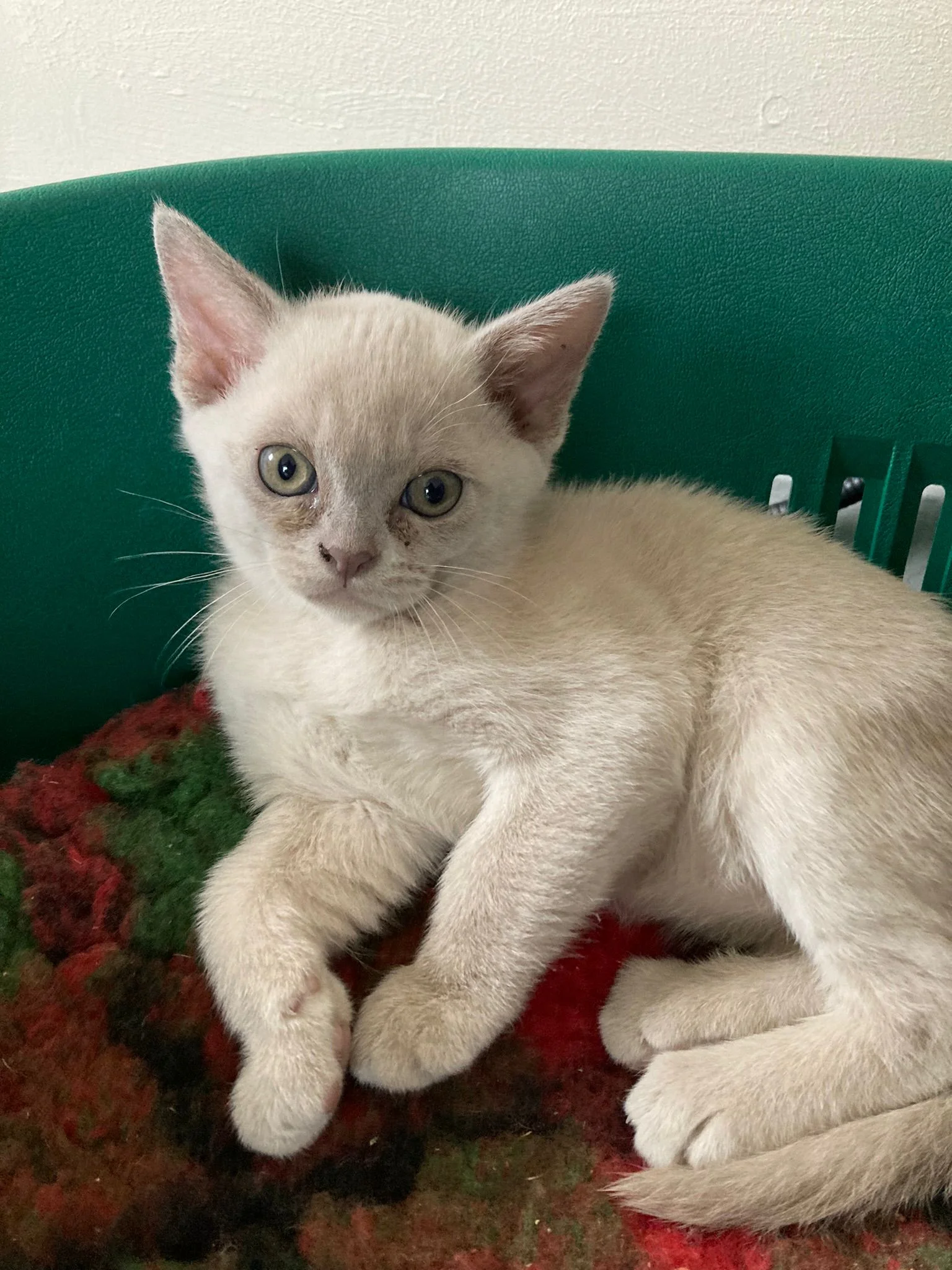 A white cat lying down on the chair