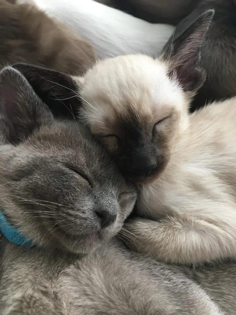 2 sleeping cats