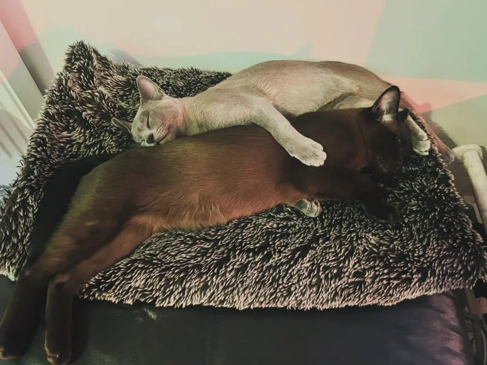 2 sleeping cats beside each other