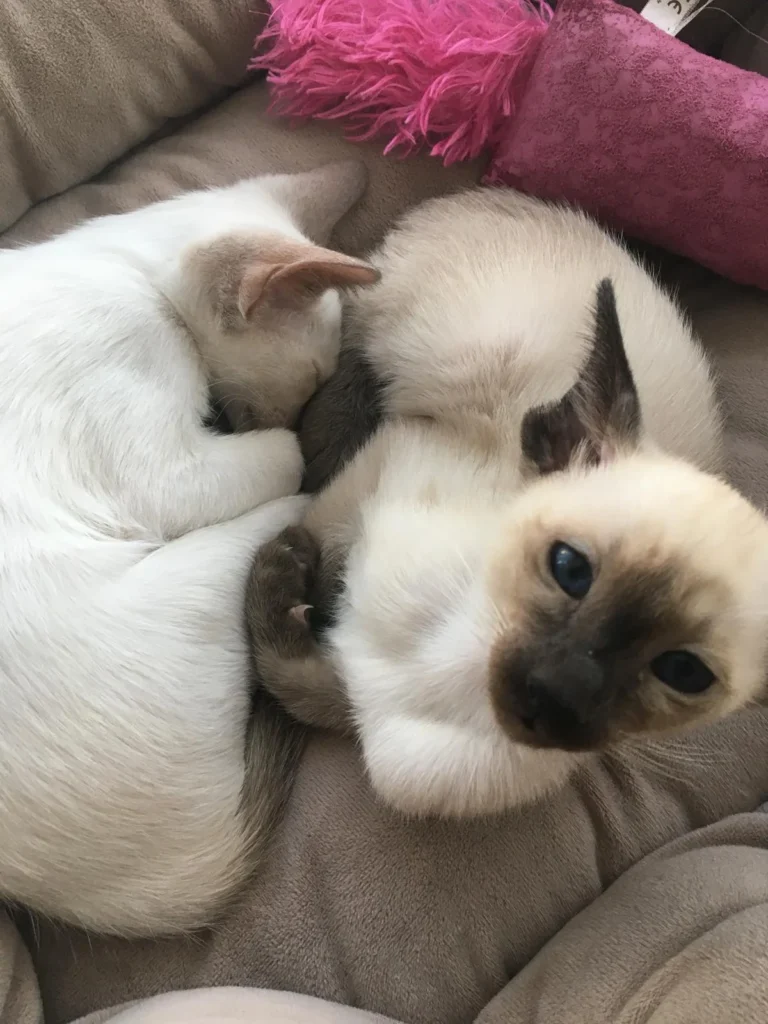 White Siamese Cat curious and looking at the top of camera